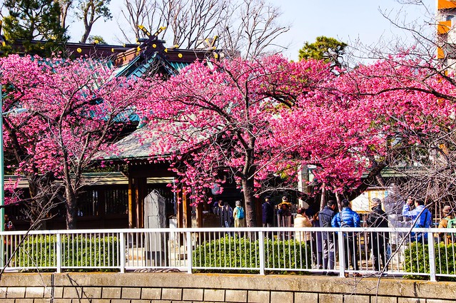 品川荏原神社の寒緋桜も満開です。春ですね...