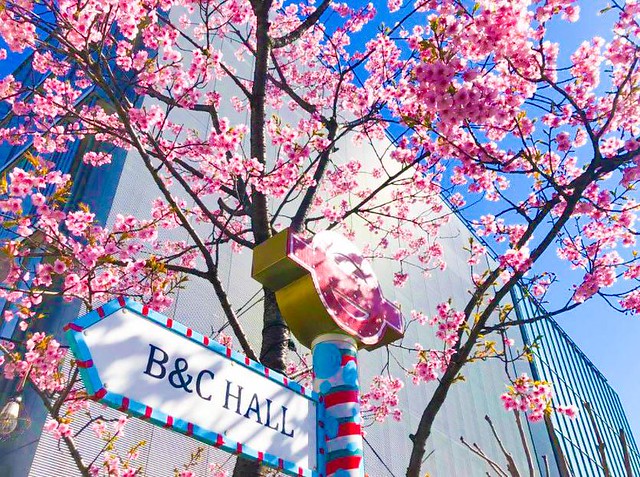 天王洲アイルの河津桜は満開です