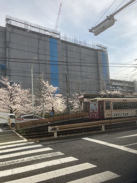 桜と都電とマンション