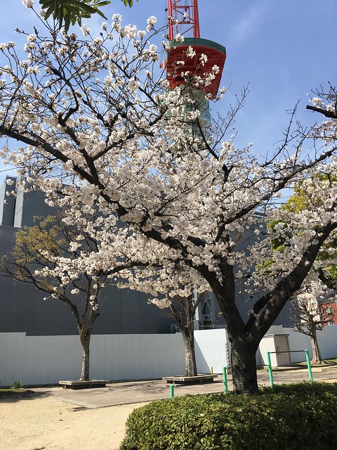 寺山公園の桜も満開になっていました。