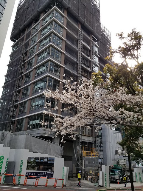 辺りの桜がいい感じになってました。赤坂1...
