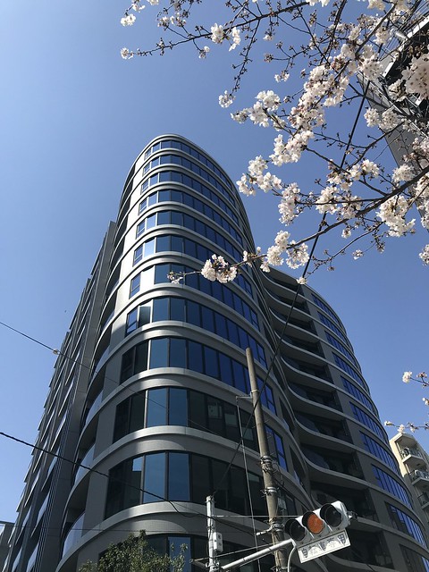 桜の季節、青空に映えて綺麗ですね