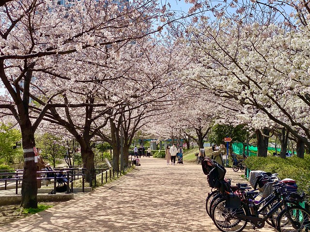 東品川海上公園の桜のトンネルが満開でした...