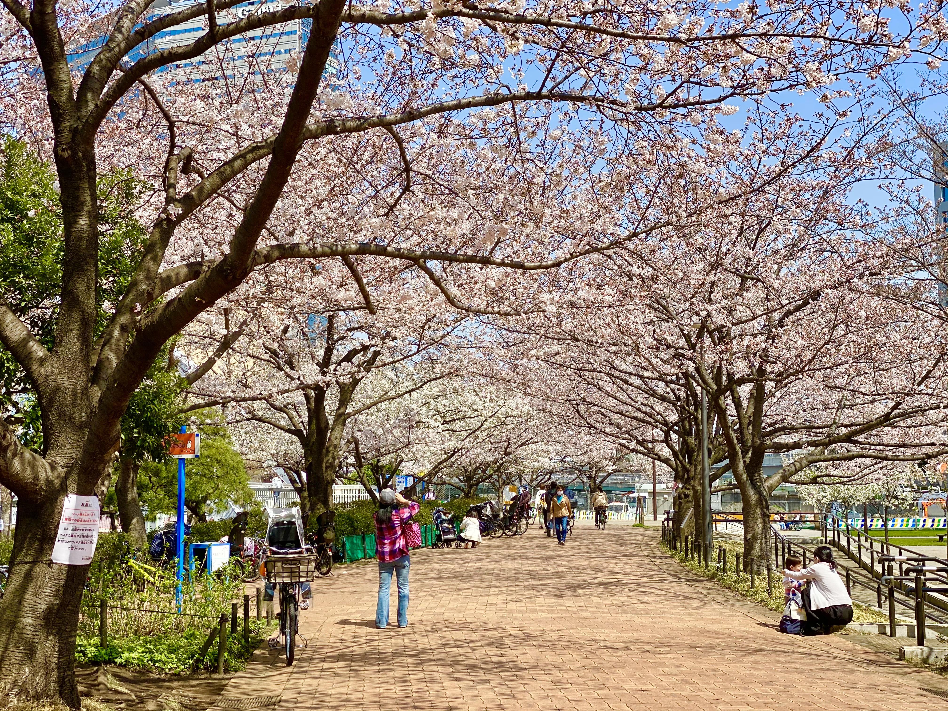 東品川海上公園の桜のトンネルが満開でした...