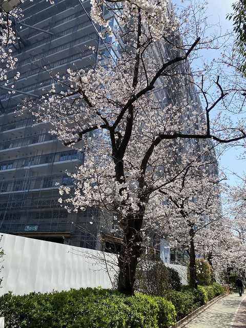 桜が満開で綺麗ですよ！