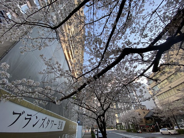 今日、現地見に行きました。桜並木が?満開...
