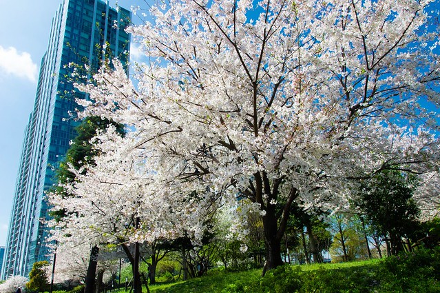 公園はちょうど桜も咲いていて、多くの人が...