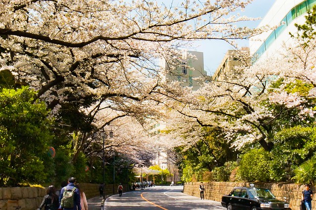 さくら坂の桜は綺麗だよね。まさかこれも再...
