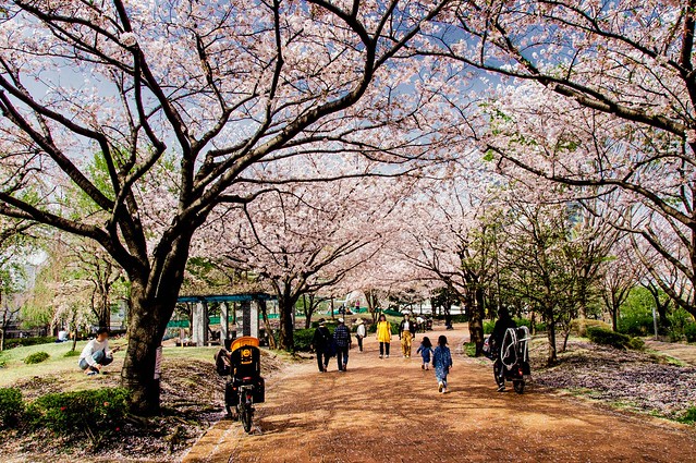 そこの公園、桜満開の時期素晴らしかったで...