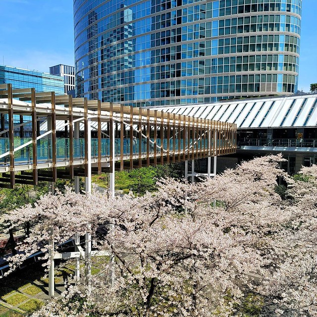 品川駅近くのこの場所も桜が上から見えるの...