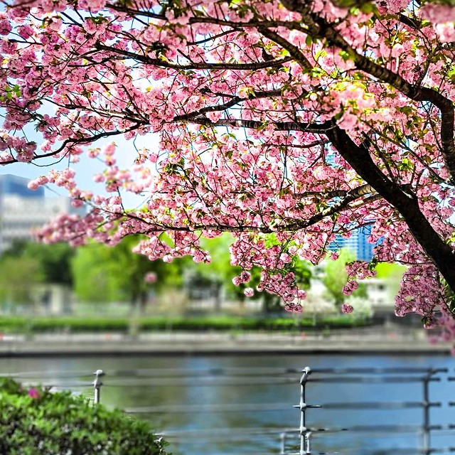 水辺に咲く桜と新緑の緑って良いものです！...