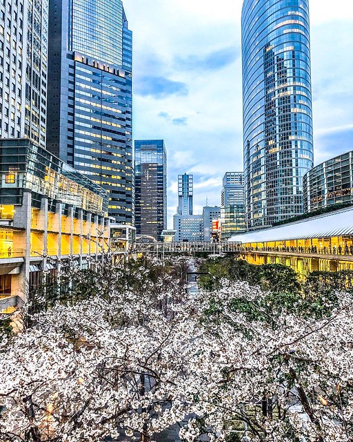オフィス街も桜が咲き緑豊かで殺伐としてい...