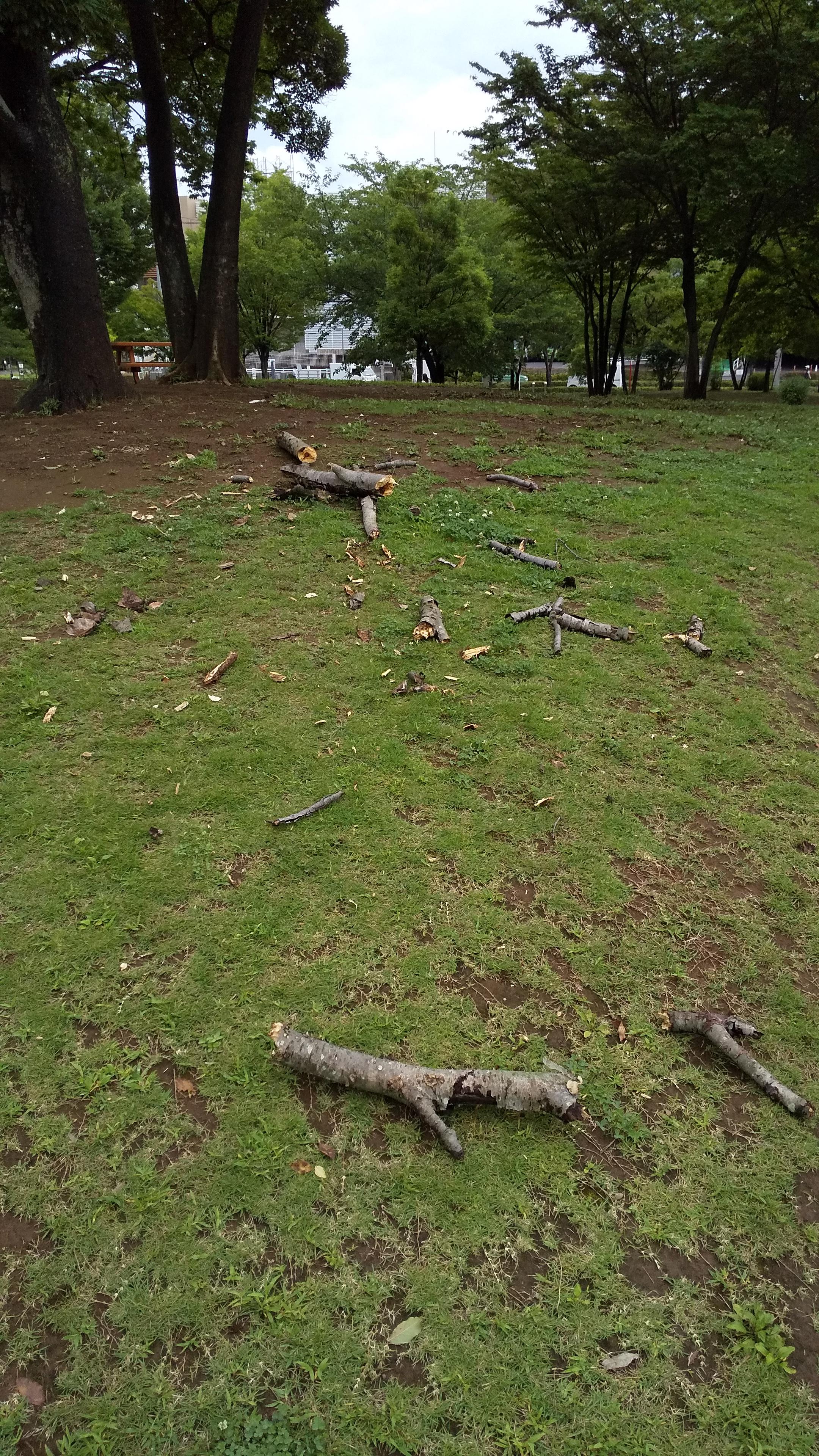 南口公園で木のかなり太い枝が折られ、下に...