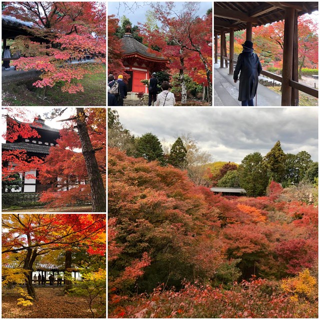 本日の京都東福寺の見事な紅葉！素晴らしい...