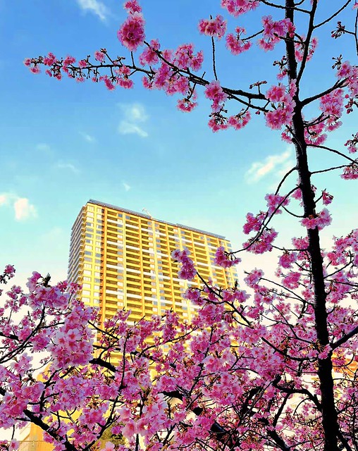 清和公園の河津桜が満開ですよ、今週いっぱ...