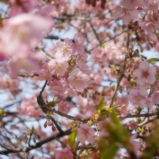 すごく近所に早咲きの桜の木が1本あります...