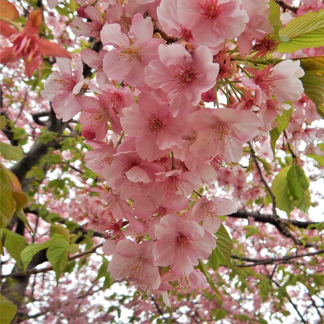 河津桜ですが、それが何か？