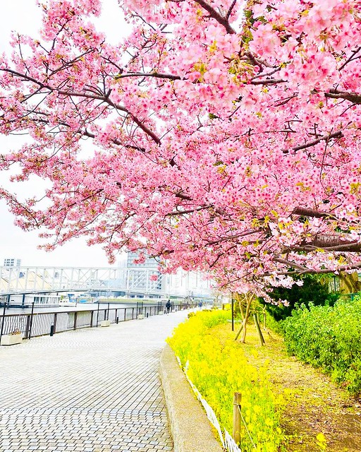 サウスゲートみたいなきれいな桜並木を豊洲...