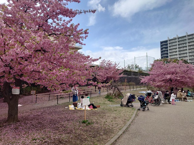 東京外語大跡地の「みんなの公園」は河津桜...