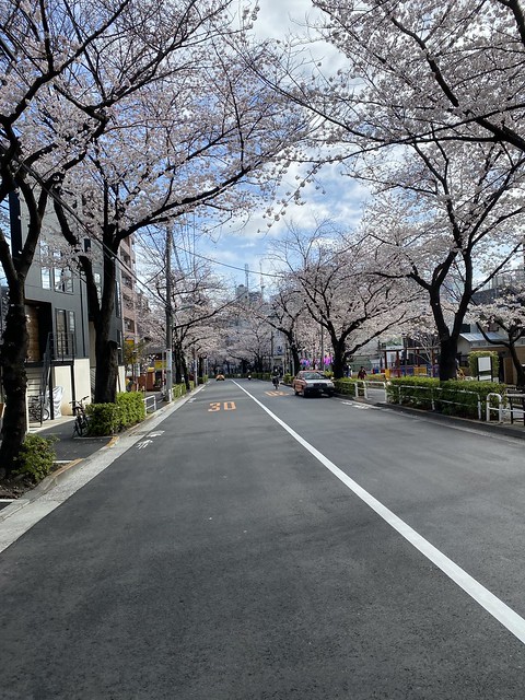 同感です。この季節は目黒川、かむろ坂と桜...