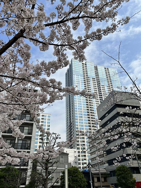 春だねえ。ここの川沿いにも桜植えるんだっ...