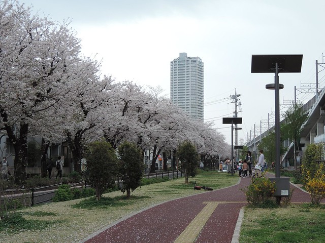 武蔵浦和の桜の写真置いときますね花と緑の...