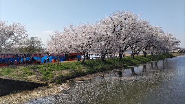福岡堰の桜が満開です。