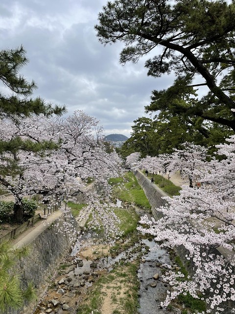 当初の予定通り3月から4月、桜の頃をはさ...