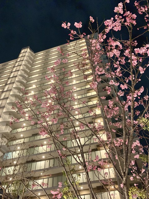 庭の桜がきれいに咲きましたね。品種はジン...