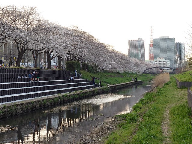 今日撮った武蔵浦和の桜の写真置いときます...