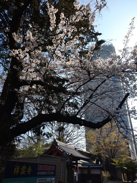 桜とブリリアタワー