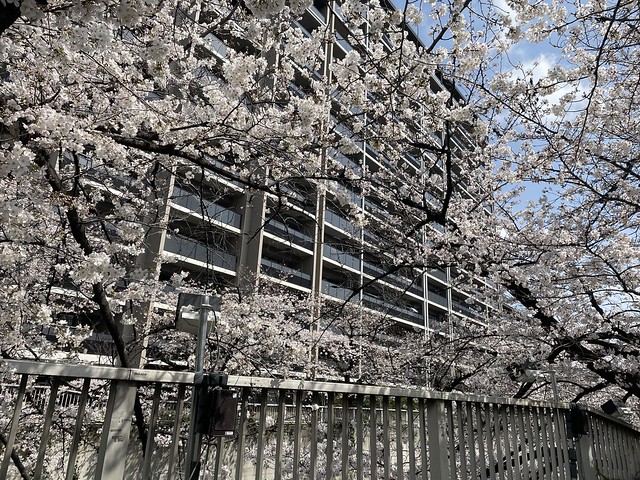 桜とマンション