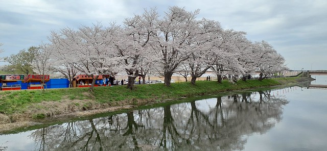 福岡堰の桜が満開です。