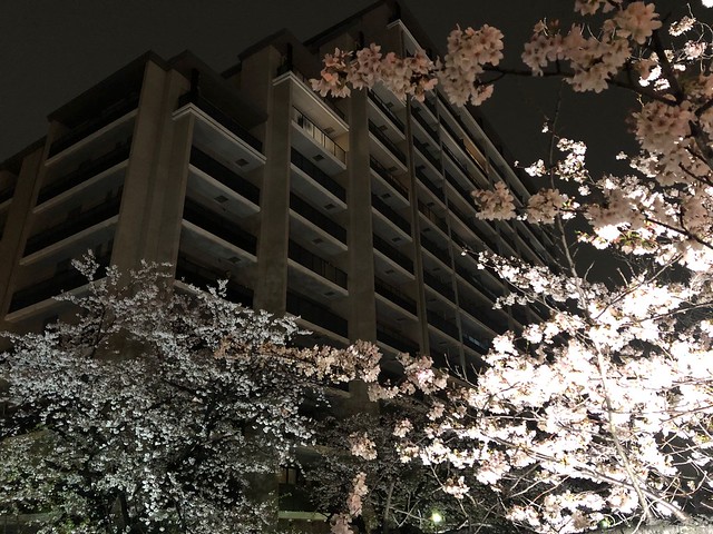夜桜も素敵でした