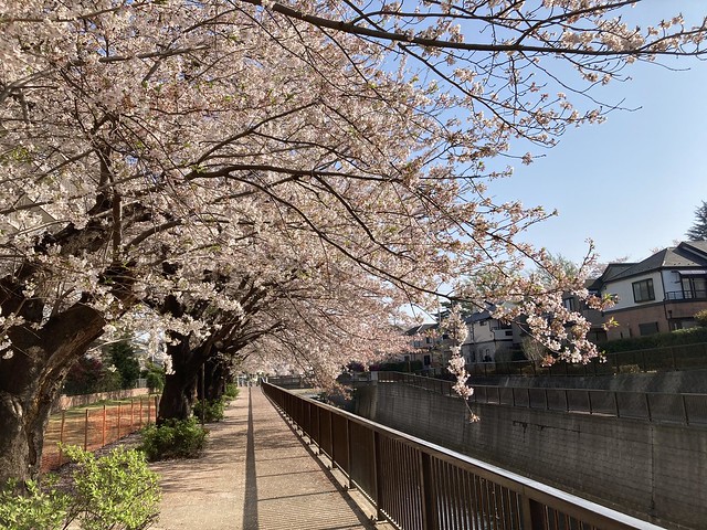 ここの近所の桜。お花見が近くでできるのは...