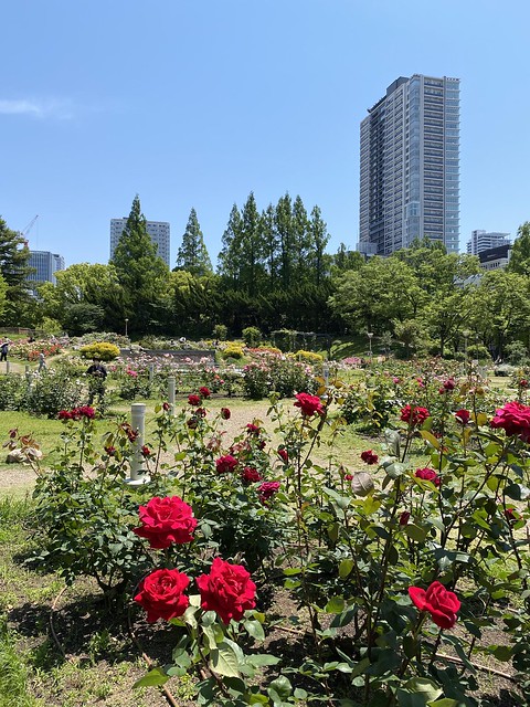 今ちょうど横の公園の薔薇が綺麗に咲いてま...