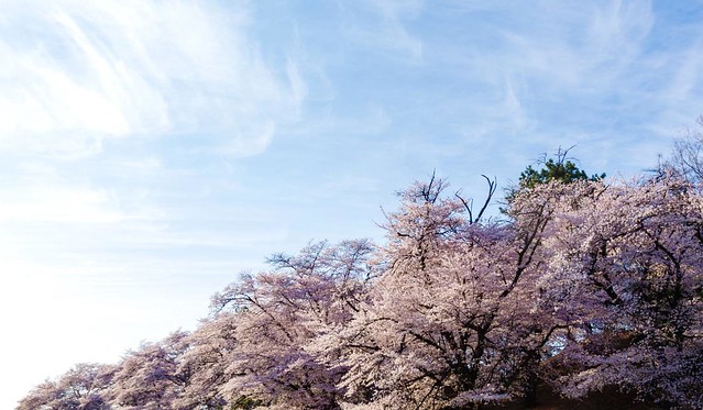 山崎川の桜も楽しみですね。