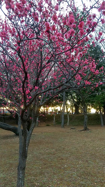 お花見広場に梅が咲いてきましたね