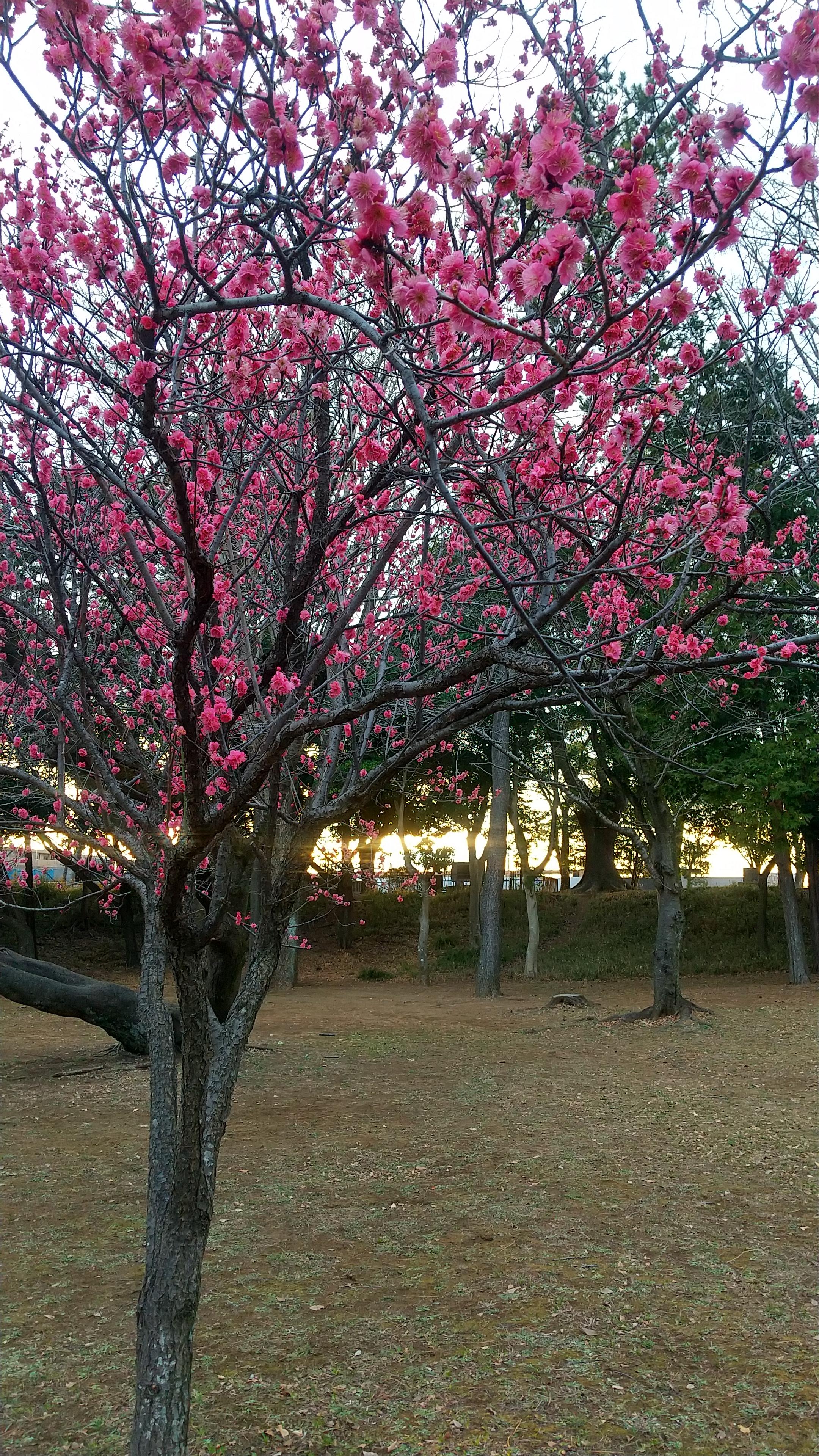 お花見広場に梅が咲いてきましたね