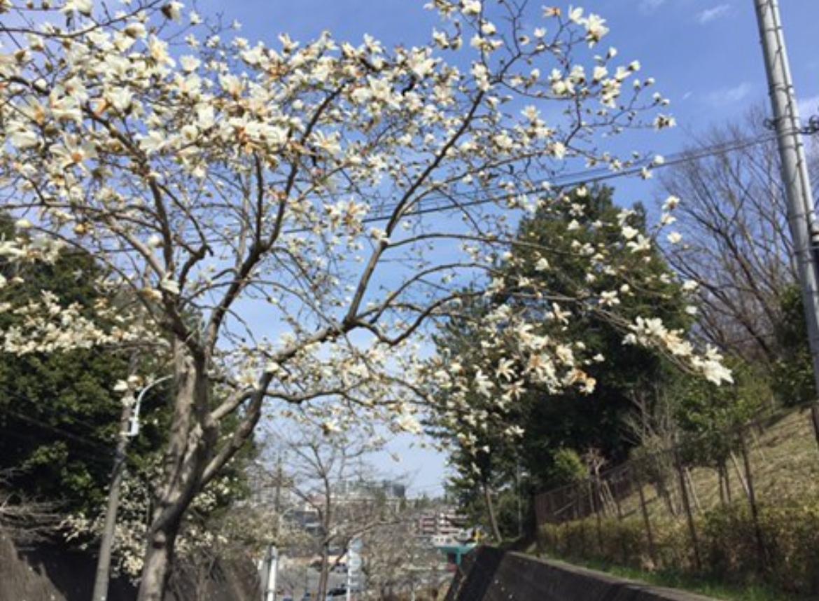 お花とか、キレイ道沿いは、春になるとコブ...
