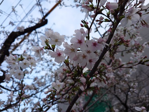 桜が咲き始めました