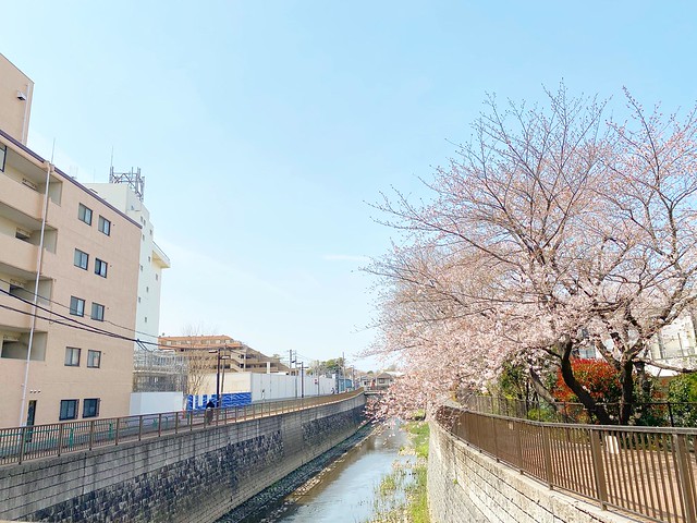 敷地北側の善福寺川沿いの桜はもうすぐ満開...