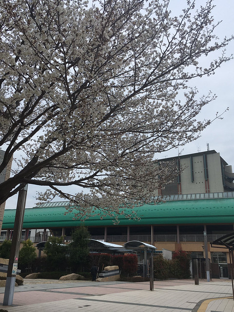 みらい平駅前の桜満開