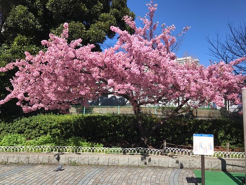 何日か前に歩いた。早咲きの桜が満開で気持...