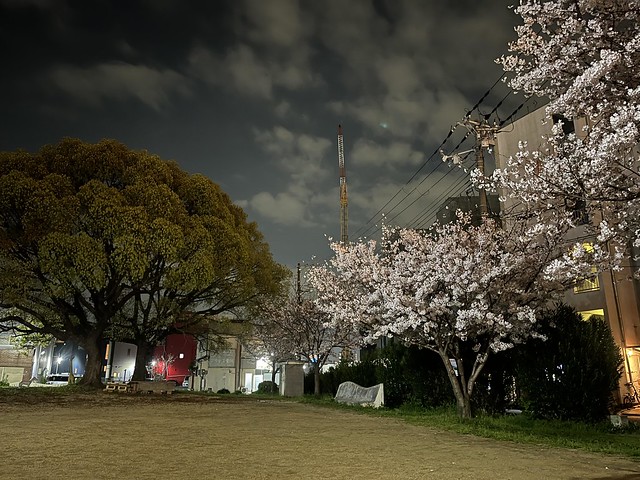 近くにこんな夜桜のきれいな公園があります...