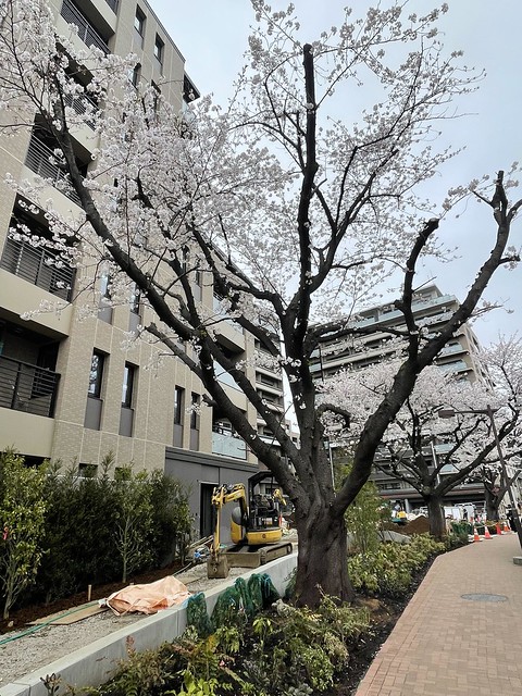 今日のプラウドシティ小竹向原桜が満開です...