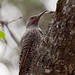 Northern Flicker (Red-shafted) Woodpecker