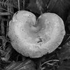 Mushroom Heart