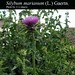 Silybum marianum (L.) Gaertn., Asteraceae • <a style="font-size:0.8em;" href="http://www.flickr.com/photos/62152544@N00/6596736835/" target="_blank">View on Flickr</a>