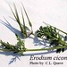 Erodium ciconium (L.) L'Hér. ex Aiton, Geraniaceae • <a style="font-size:0.8em;" href="http://www.flickr.com/photos/62152544@N00/6596753871/" target="_blank">View on Flickr</a>